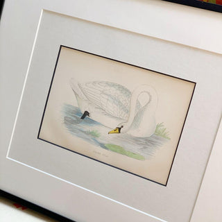 Polish Swan, Antique Hand-Colored Engraving (1888)