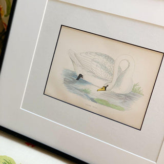 Polish Swan, Antique Hand-Colored Engraving (1888)