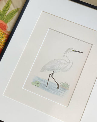 Little Egret, Antique Hand-Colored Engraving (1851)