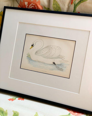Mute Swan, Antique Hand-Colored Engraving (1888)