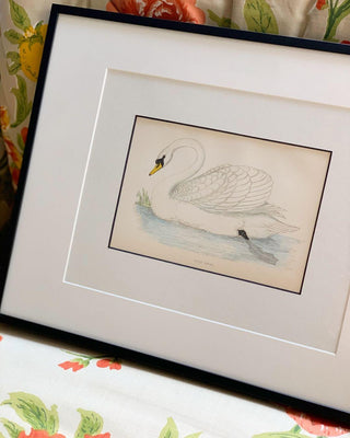 Mute Swan, Antique Hand-Colored Engraving (1888)