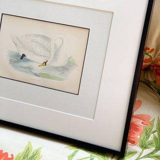 Polish Swan, Antique Hand-Colored Engraving (1888)
