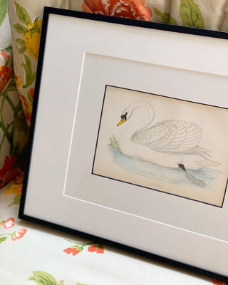 Mute Swan, Antique Hand-Colored Engraving (1888)