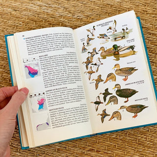 Field Guide to Birds of North America (1983)
