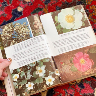 Wildflowers of North America (1961)