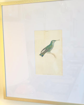 Antique Hand-Colored Hummingbirds, Set of 4 (1800)