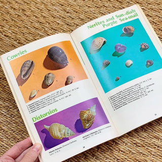 1970s Shell Identification Guide