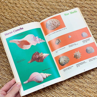 1970s Shell Identification Guide