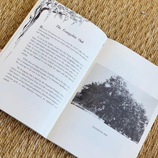 St. Martinville: Land of Evangeline in Picture Story Guide (1981)