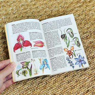 1980s Guide to Orchids