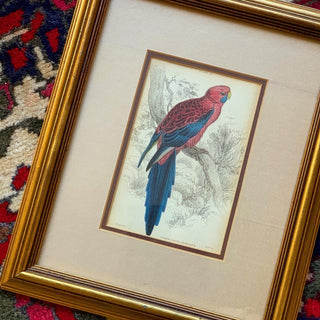 Pennantian Broad Tail Parrot (Original Antique 1843 Hand-Colored Engraving)