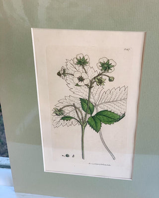 Wild Strawberry (c. 1810)