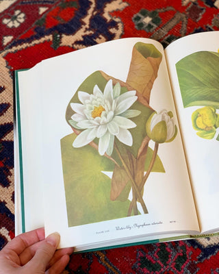 Wildflowers of America (1978)