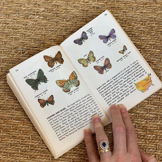 1950s Golden Nature Guide to Insects