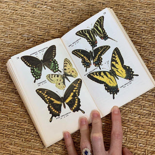 1950s Golden Nature Guide to Insects
