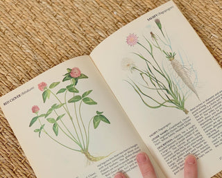 1970s Field Guide To Wild Herbs