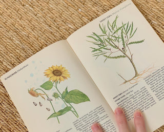 1970s Field Guide To Wild Herbs