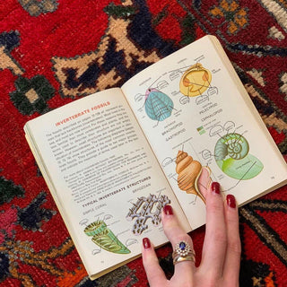 Fossils Golden Guide (1962)