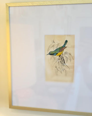Colorful Nectarina Hummingbirds [Set of 4] (1800)