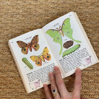 1950s Golden Nature Guide to Insects