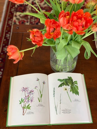 "Wild Flowers & How To Grow Them" by Steffek (1963)