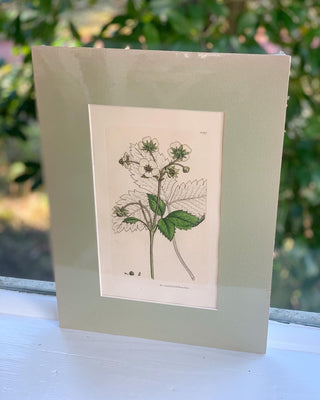Wild Strawberry (c. 1810)
