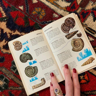 Fossils Golden Guide (1962)