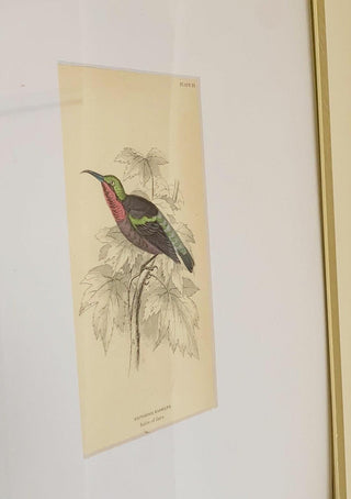Colorful Nectarina Hummingbirds [Set of 4] (1800)