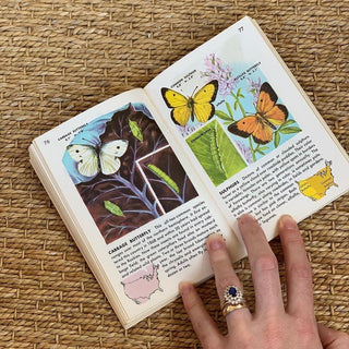 1950s Golden Nature Guide to Insects