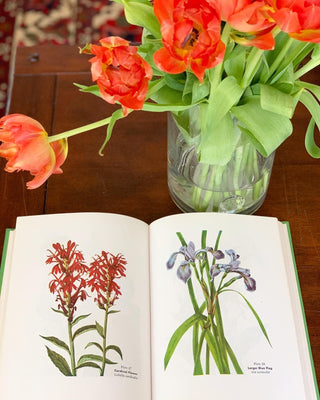 "Wild Flowers & How To Grow Them" by Steffek (1963)