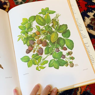 A Sampler of Wayside Herbs (First Edition, 1974)