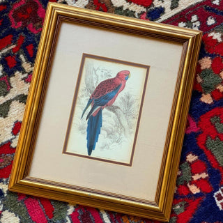 Pennantian Broad Tail Parrot (Original Antique 1843 Hand-Colored Engraving)