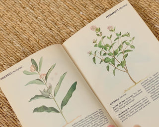 1970s Field Guide To Wild Herbs